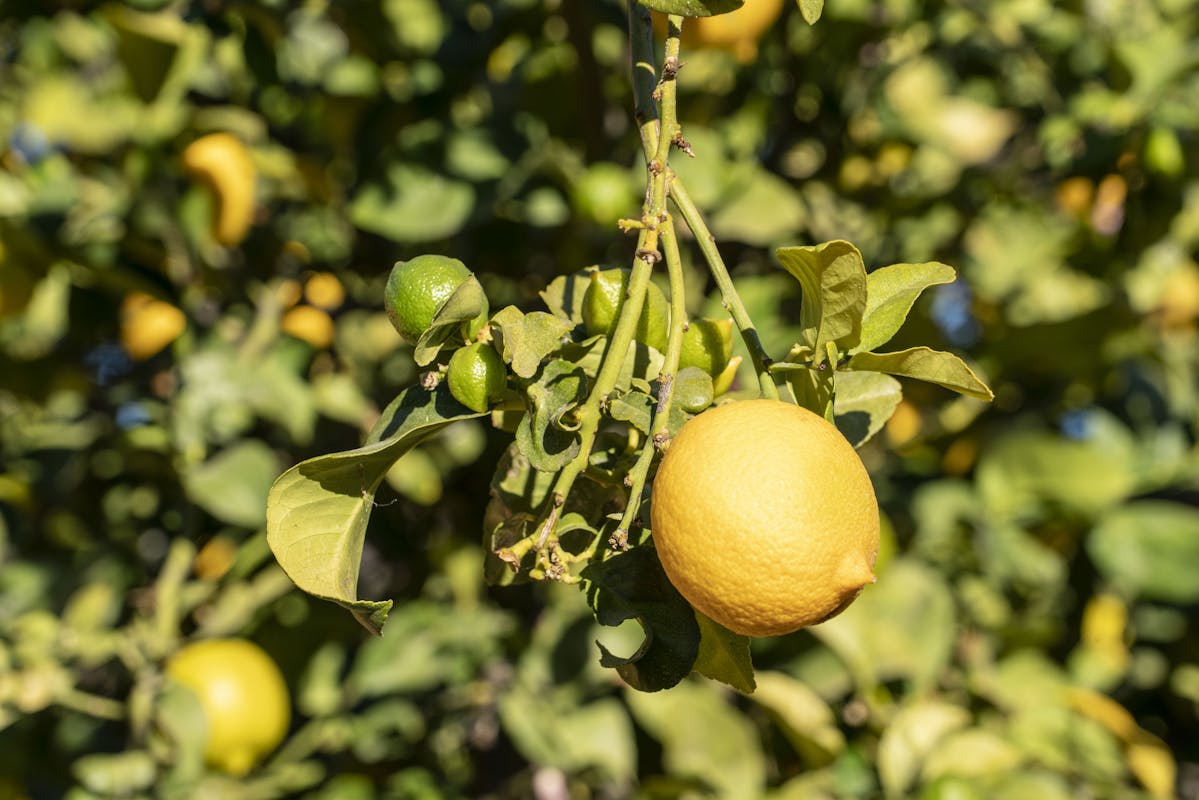Limón tucumano de cerca